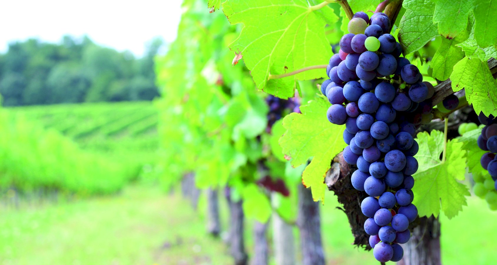 Ophorus Tours - 5-Day Private Grands Crus Bordeaux Wine Tours Package - 4* Hotel