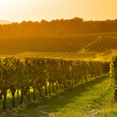 Winery