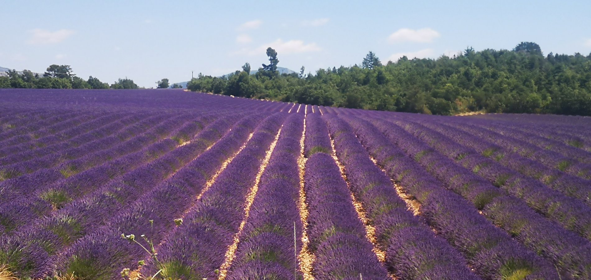 Ophorus Tours - 5-Day Private Provence Package - 3* Hotel