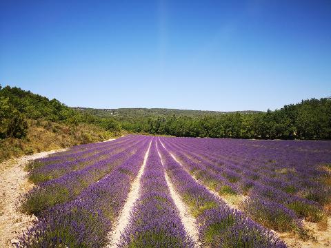 Ophorus Tours - 5-Day Private Provence Package - 3* Hotel