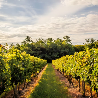 Winery