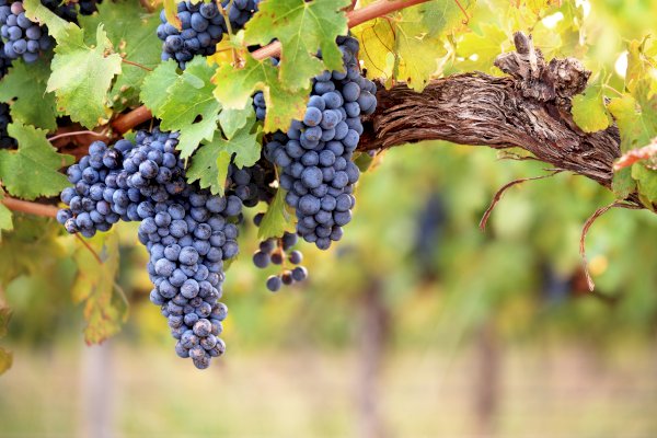 Ophorus Tours - A  Private Shore Excursion From Bordeaux Half Day Medoc Wine Tour 