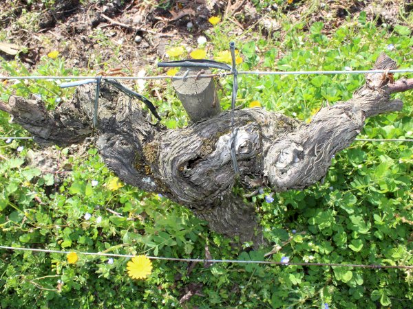 Ophorus Tours - Médoc Wine Tour Private Half-Day Shore Trip from Bordeaux