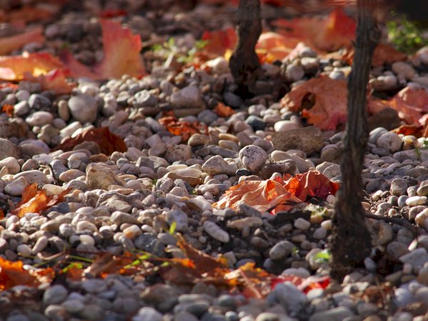 Ophorus Tours - The Bordeaux Wine Explorer: Private Saint-Emilion Tour to Graves & Sauternes