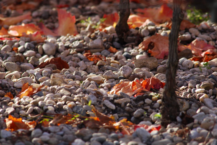 Ophorus Tours - Graves & Sauternes Wines from Saint Emilion (private)