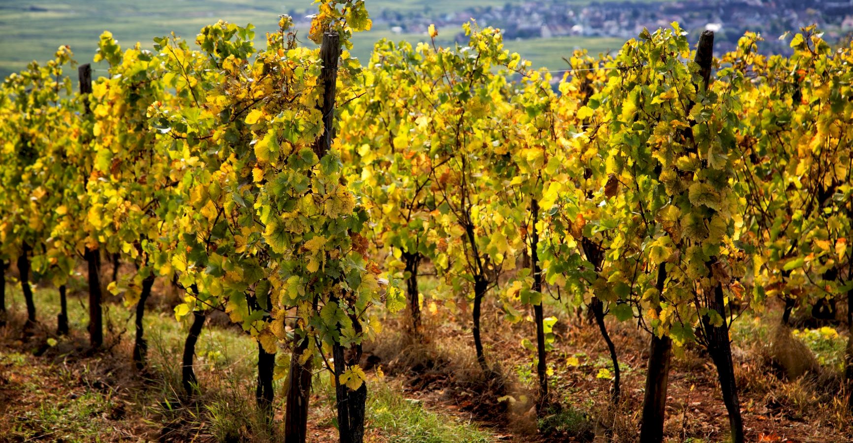 Ophorus Tours - Kehl River Cruise Shore Excursion: Alsace Wine & Vineyards Tour