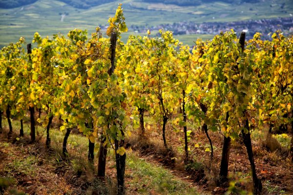 Ophorus Tours - Kehl River Cruise Shore Excursion: Alsace Wine & Vineyards Tour