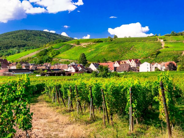 Ophorus Tours - Kehl River Cruise Shore Excursion: Alsace Wine & Vineyards Tour