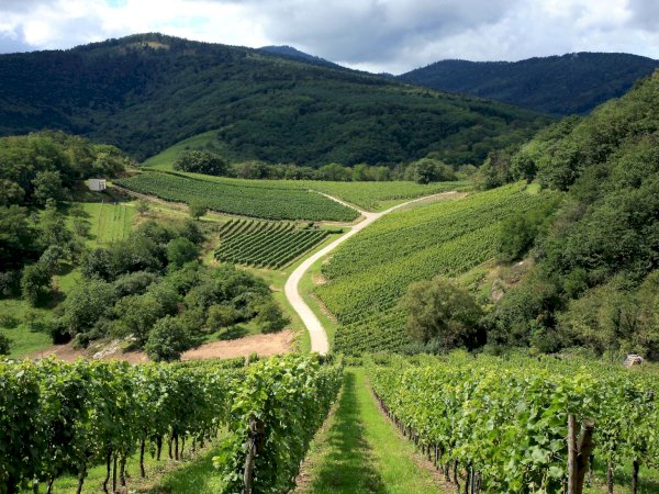 Ophorus Tours - Kehl River Cruise Shore Excursion: Alsace Wine & Vineyards Tour
