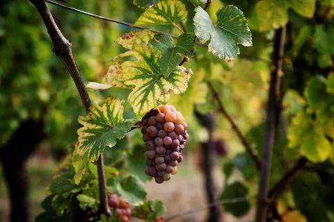 Ophorus Tours - Private Alsace Wine & Vineyards Tour from Kehl