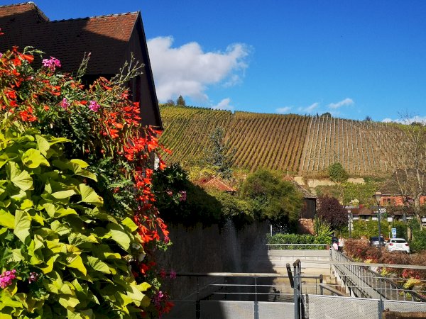 Ophorus Tours - Private Alsace Wine Tour – 3 Wineries & Villages from Breisach Cruise Port