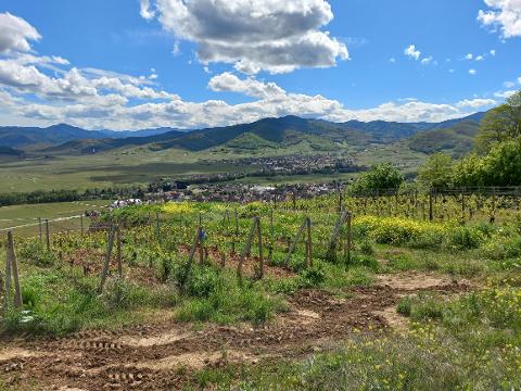 Ophorus Tours - Private Alsace Wine Tour – 3 Wineries from Breisach
