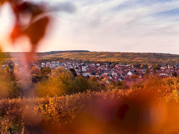 Ophorus Tours - Private Alsace Wine Tour – 3 Wineries & Villages from Breisach Cruise Port