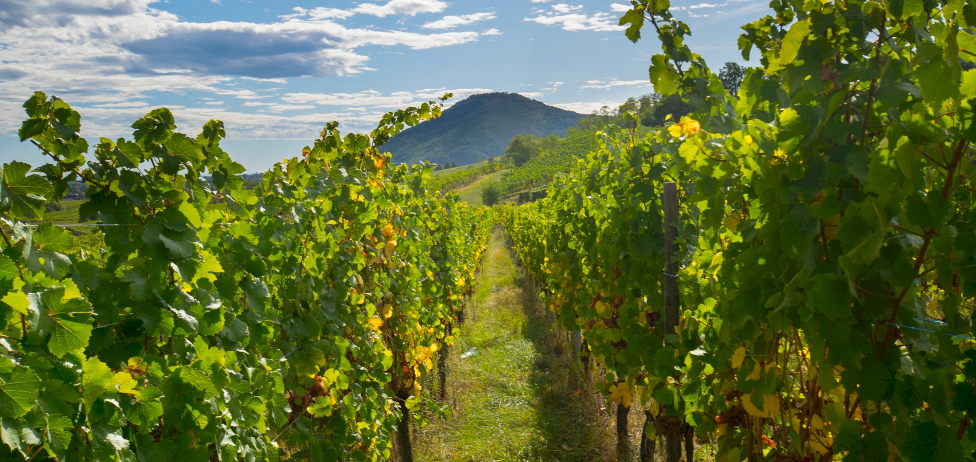 Ophorus Tours - Private Alsace Wine Tour – 3 Wineries & Villages from Breisach Cruise Port