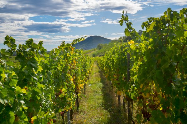 Ophorus Tours - Private Alsace Wine Tour – 3 Wineries & Villages from Breisach Cruise Port