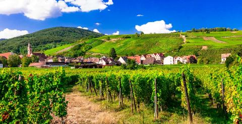 Ophorus Tours - Private Alsace Wine Tour from Strasbourg River Cruise Port