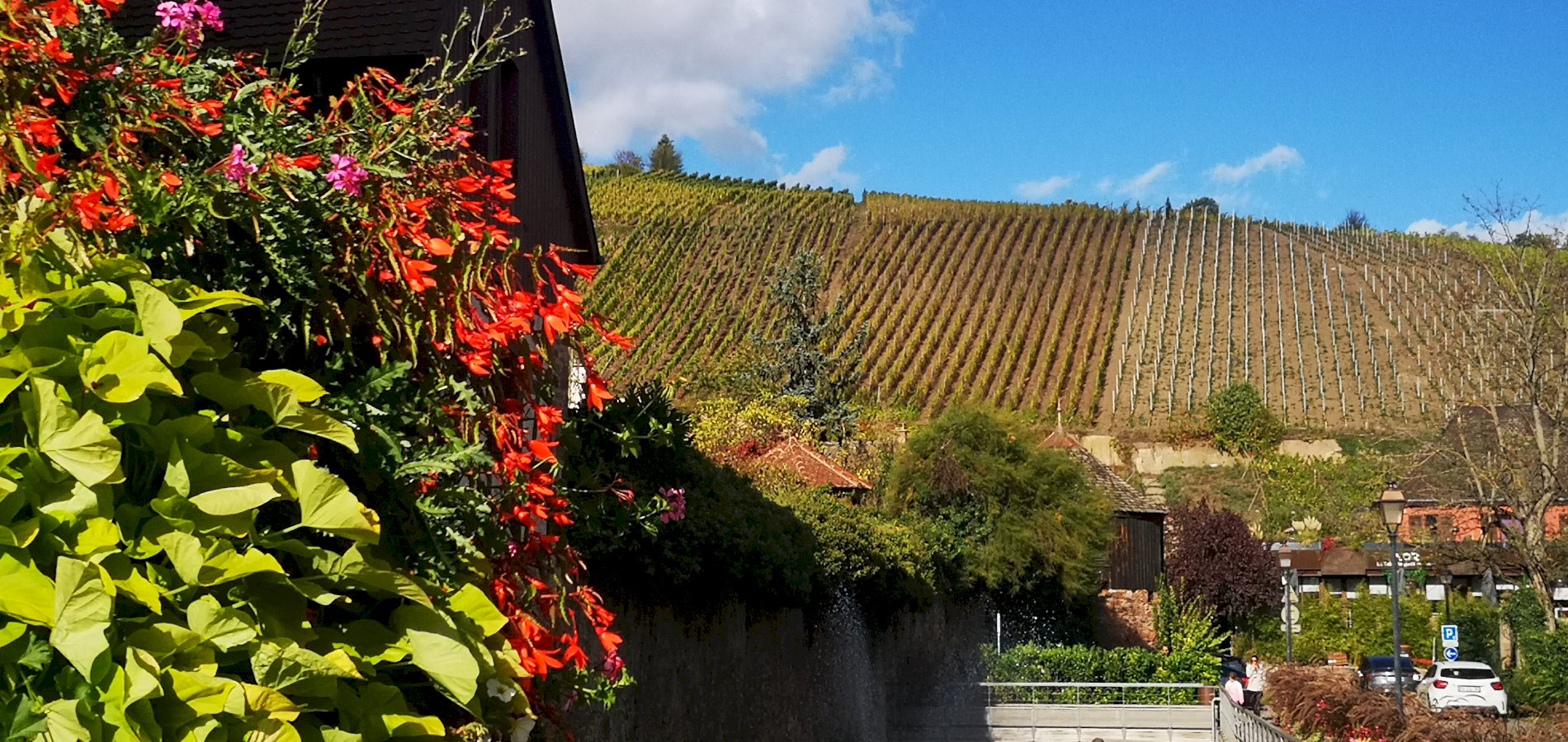 Ophorus Tours - Alsace Wine Tour – Private Shore Excursion from Strasbourg River Cruise Port