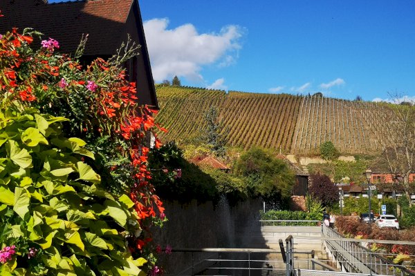 Ophorus Tours - Alsace Wine Tour – Private Shore Excursion from Strasbourg River Cruise Port