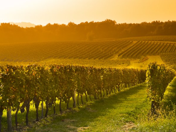 Ophorus Tours - Alsace Wine Tour – Private Shore Excursion from Strasbourg River Cruise Port