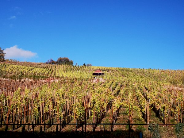 Ophorus Tours - Alsace Wine Tour – Private Shore Excursion from Strasbourg River Cruise Port