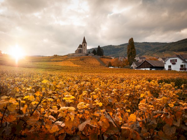 Ophorus Tours - Alsace Wine Tour – Private Shore Excursion from Strasbourg River Cruise Port