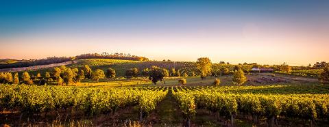 Ophorus Tours - Private Grand Cru Classé Experience at Château Durfort-Vivens from Bordeaux