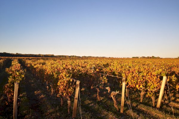 Ophorus Tours - Private Grand Cru Classé Experience at Château Durfort-Vivens from Bordeaux
