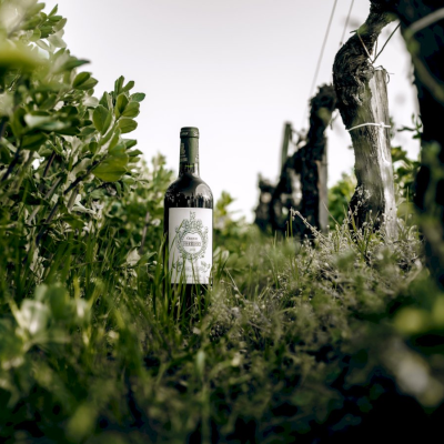 Private estate and vineyard visit