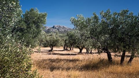 Ophorus Tours - Saint-Rémy & Olive Oil Tasting – Avignon River Cruise Shore Excursion