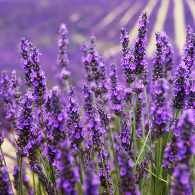 Lavender Field Experience