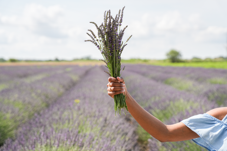 Ophorus Tours - Provence Lavender Perfume & Essential Oils Workshop