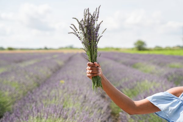 Ophorus Tours - Private Lavender, Essential Oils & Perfume Workshop from Aix-en-Provence