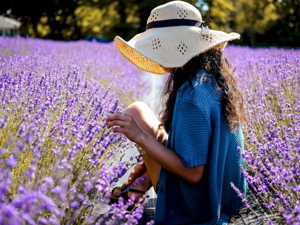 Ophorus Tours - Private Lavender, Essential Oils & Perfume Workshop from Aix-en-Provence