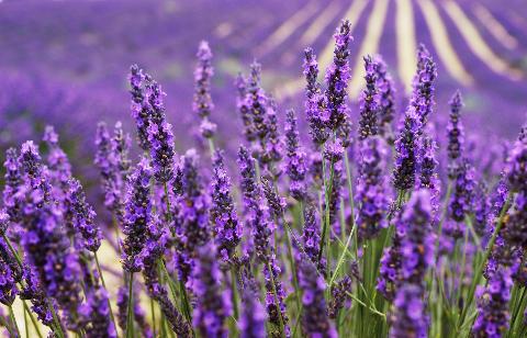 Ophorus Tours - Private Lavender, Essential Oils & Perfume Workshop from Aix-en-Provence
