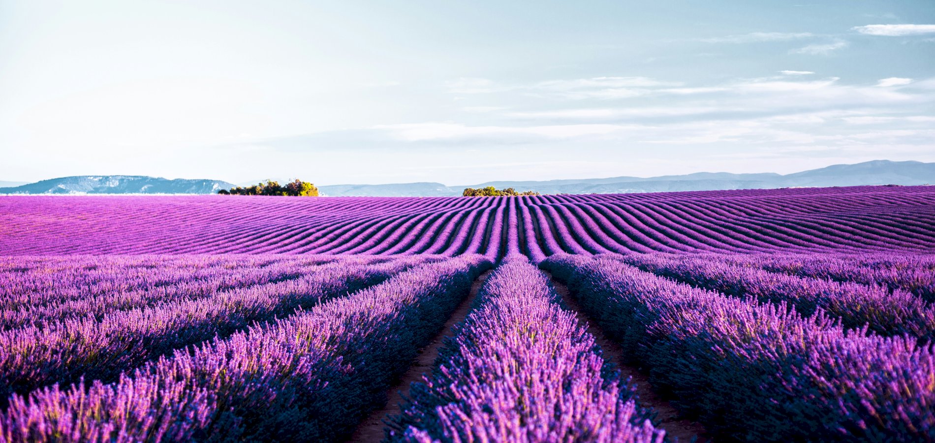 Ophorus Tours - Private Lavender, Essential Oils & Perfume Workshop from Aix-en-Provence