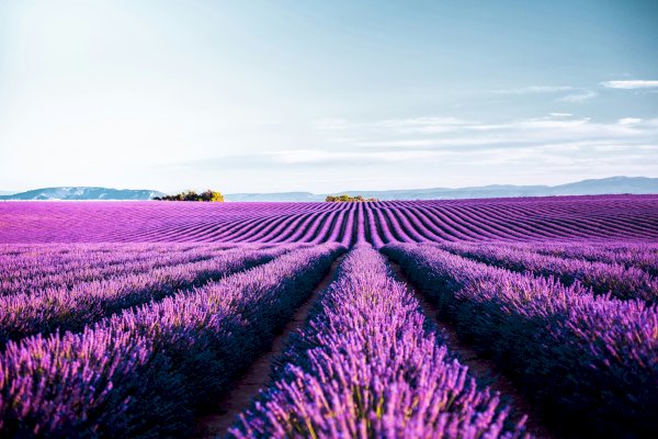Ophorus Tours - Private Lavender, Essential Oils & Perfume Workshop from Aix-en-Provence