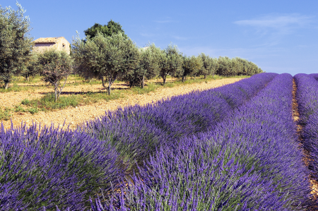 Ophorus Tours - Provence Lavender Perfume & Essential Oils Workshop
