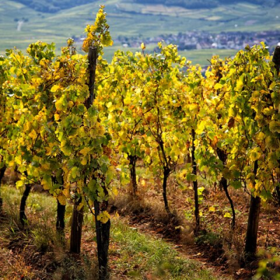 Winery Visit