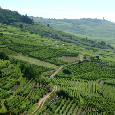 Winery Visit