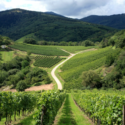 Route des Vins d'Alsace, Route des Vins, Kaysersberg-Vignoble, France
