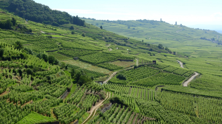 Ophorus Tours - Alsace Vineyards Wine Tasting Tour from Strasbourg