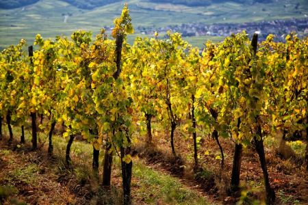 Ophorus Tours - Alsace Vineyards Wine Tasting Tour from Strasbourg