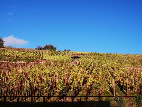 Ophorus Tours - Alsace Vineyards Wine Tasting Tour from Strasbourg