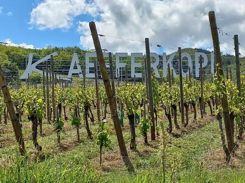 Ophorus Tours - Alsace Vineyards Wine Tasting Tour from Strasbourg