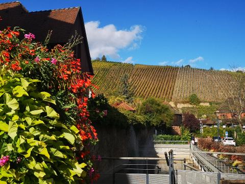 Ophorus Tours - Alsace Vineyards Wine Tasting Tour from Strasbourg