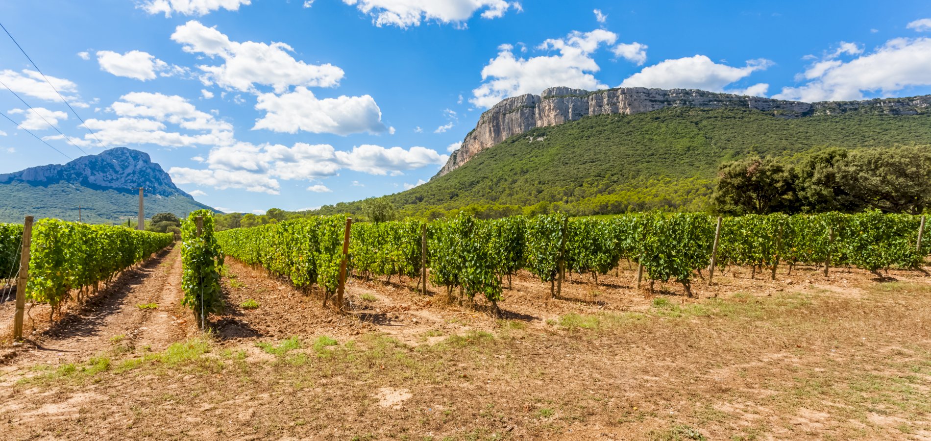 Ophorus Tours - Languedoc Wine Tour & Oyster Tasting Half Day Trip from Montpellier