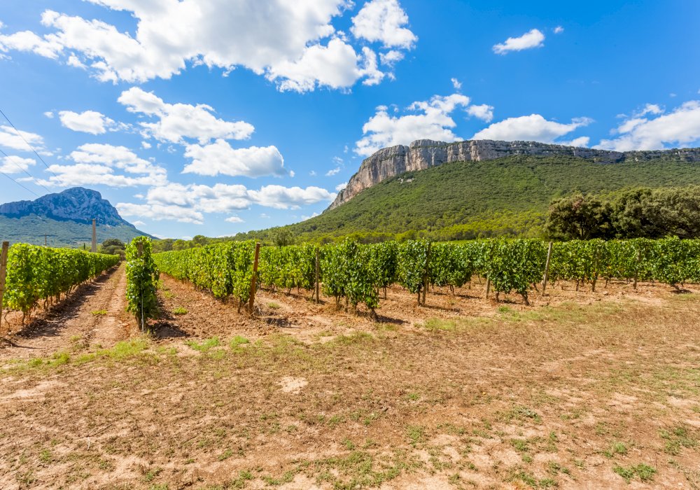 Languedoc Wine Tour & Oyster Tasting Shared Half Day Trip from Montpellier