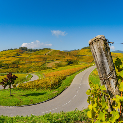 Winery Visit