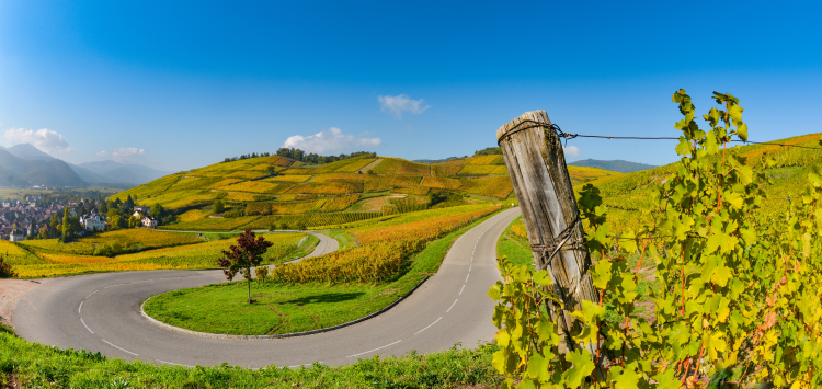 Ophorus Tours - Alsace Wine Discovery Half-Day Vineyard Tour from Strasbourg