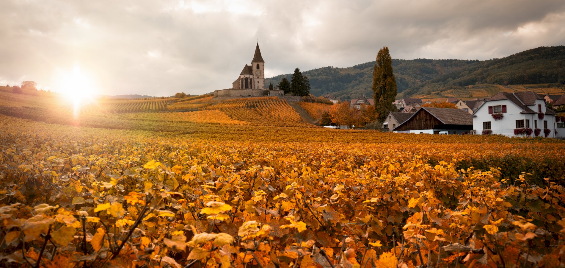 Ophorus Tours - Alsace Wine Tour Shared Half Day Trip From Strasbourg